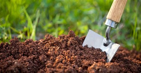 All You Need to Know About Fish Fertilizer .